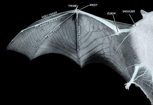 BATFINAL